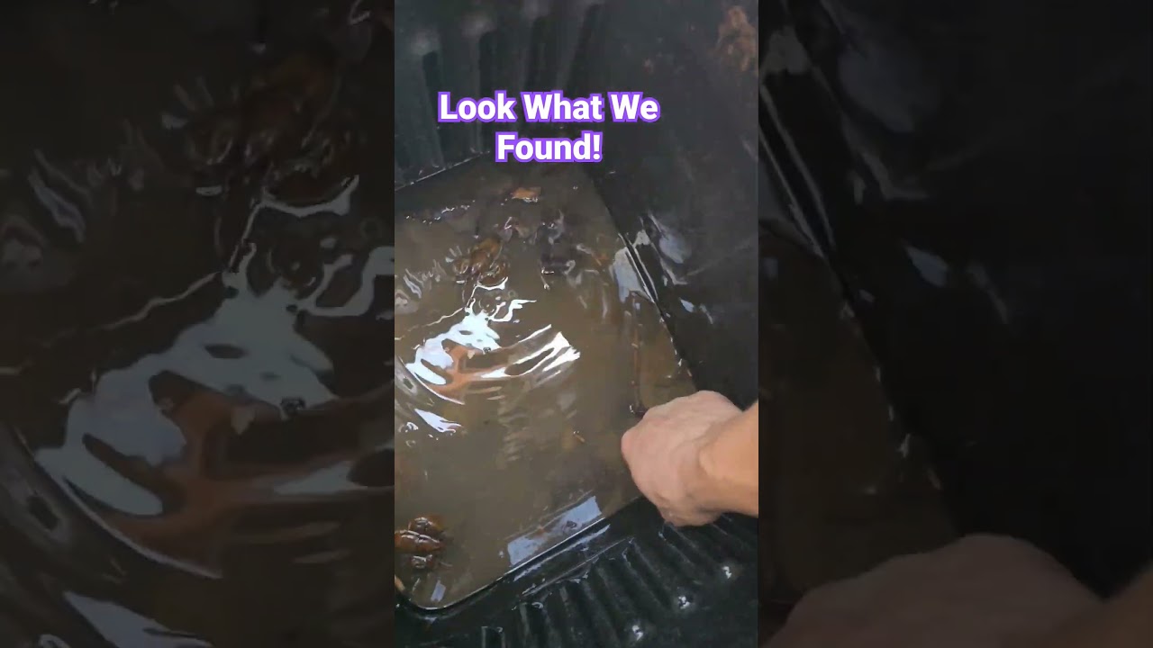 Beautiful Ecosystem Pond Cleanout Suprise Visitors! 