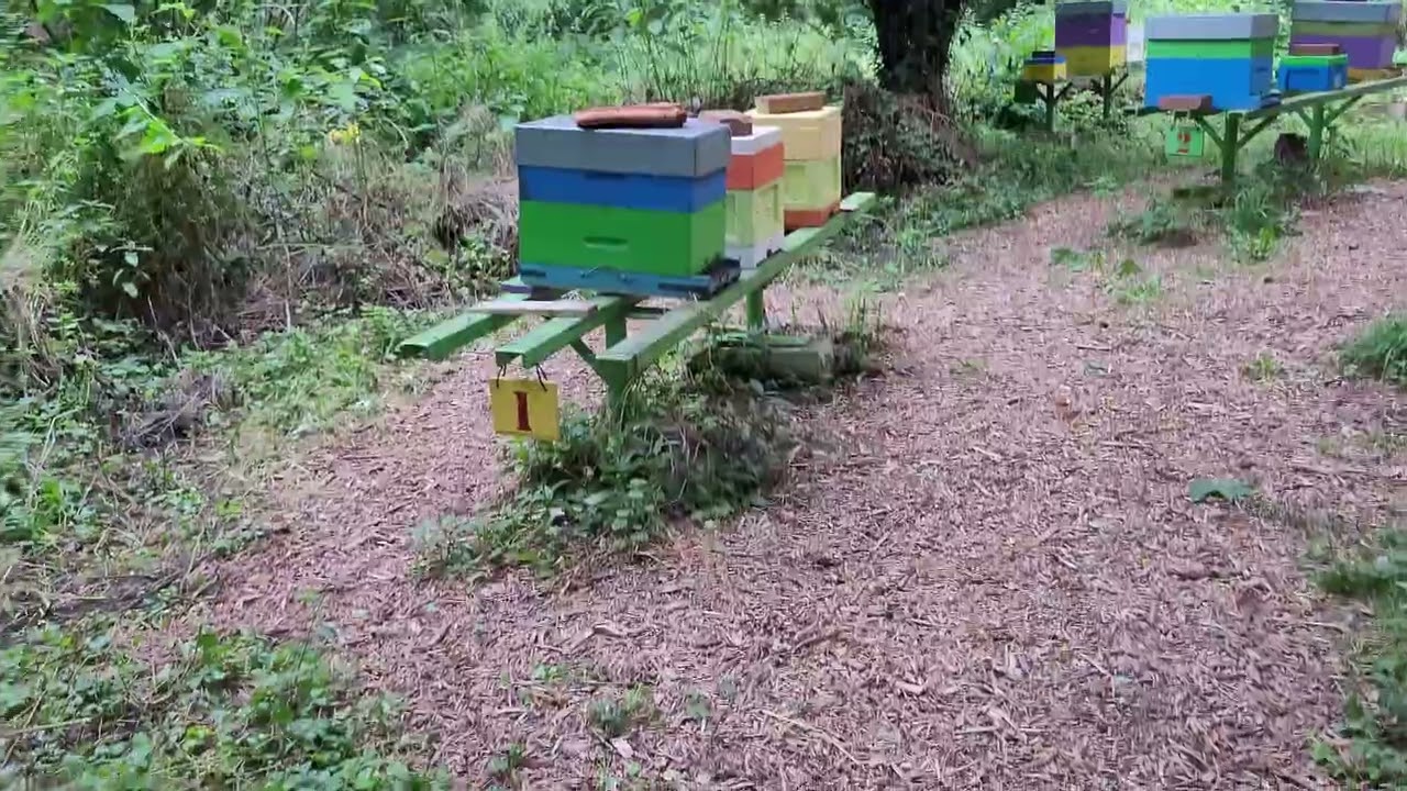 Livraison de tentes anti-frelons au rucher de Vaujours