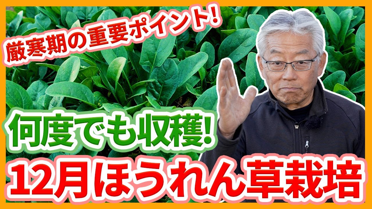 家庭菜園や農園のほうれん草栽培で何度でも収穫する秘訣！12月の重要作業とほうれん草の育て方！【農家直伝】