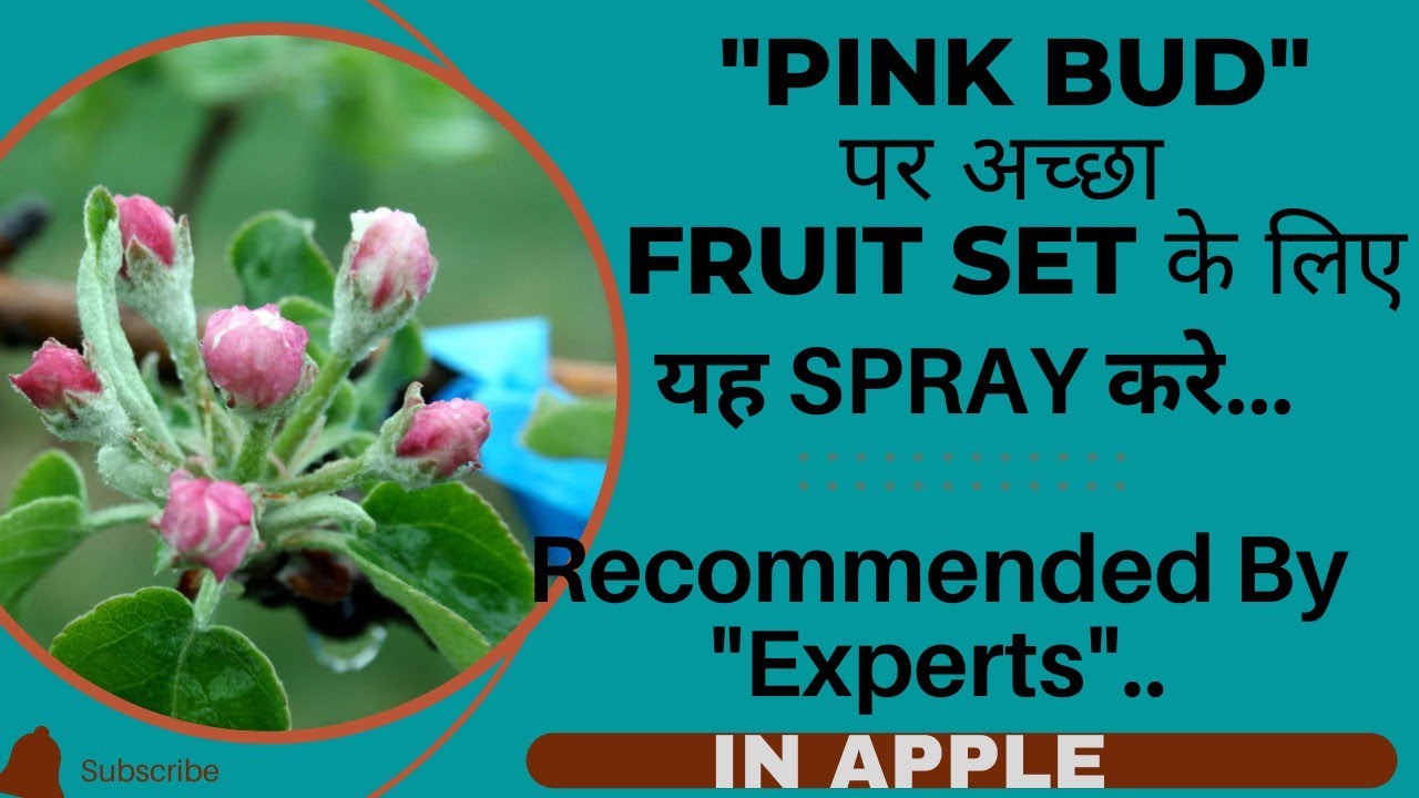 ||अच्छे Fruit Set पाने के लिए Pink Bud पर करें ये SPRAY||Recommended By Experts||Complete Analysis||