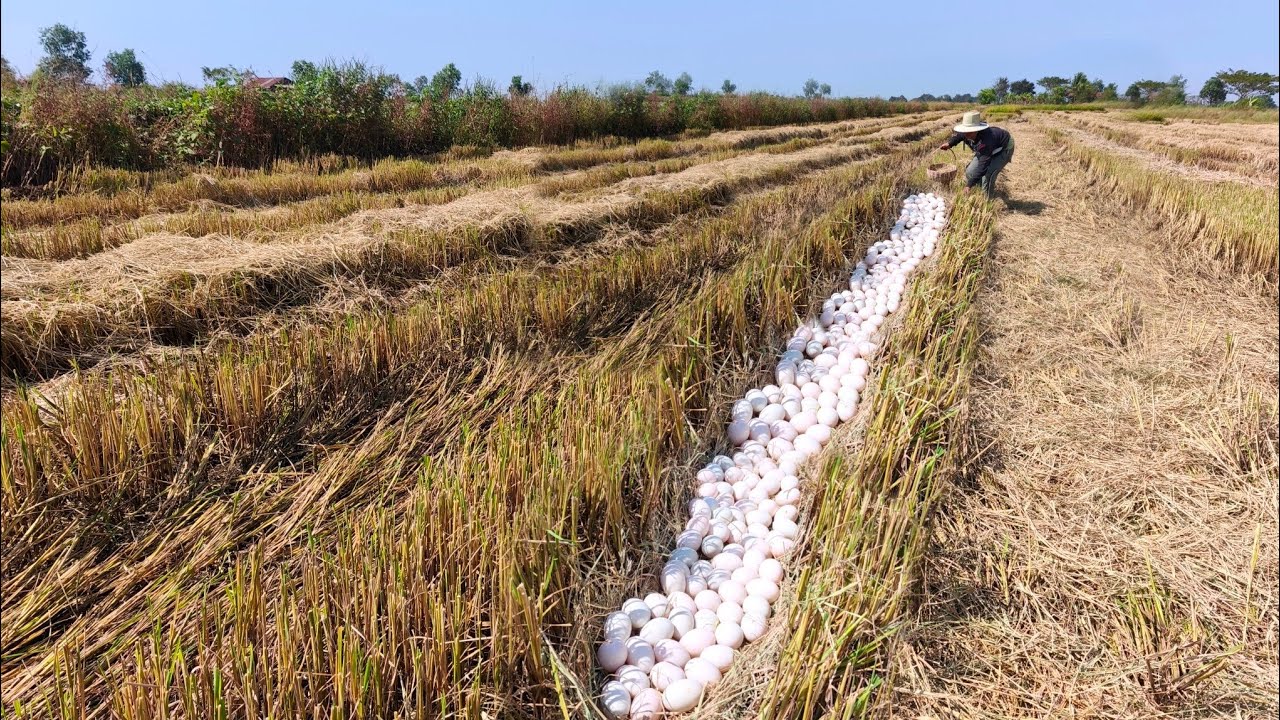 A female farmer who was harvesting rice found duck eggs in a field that had already been harvested.