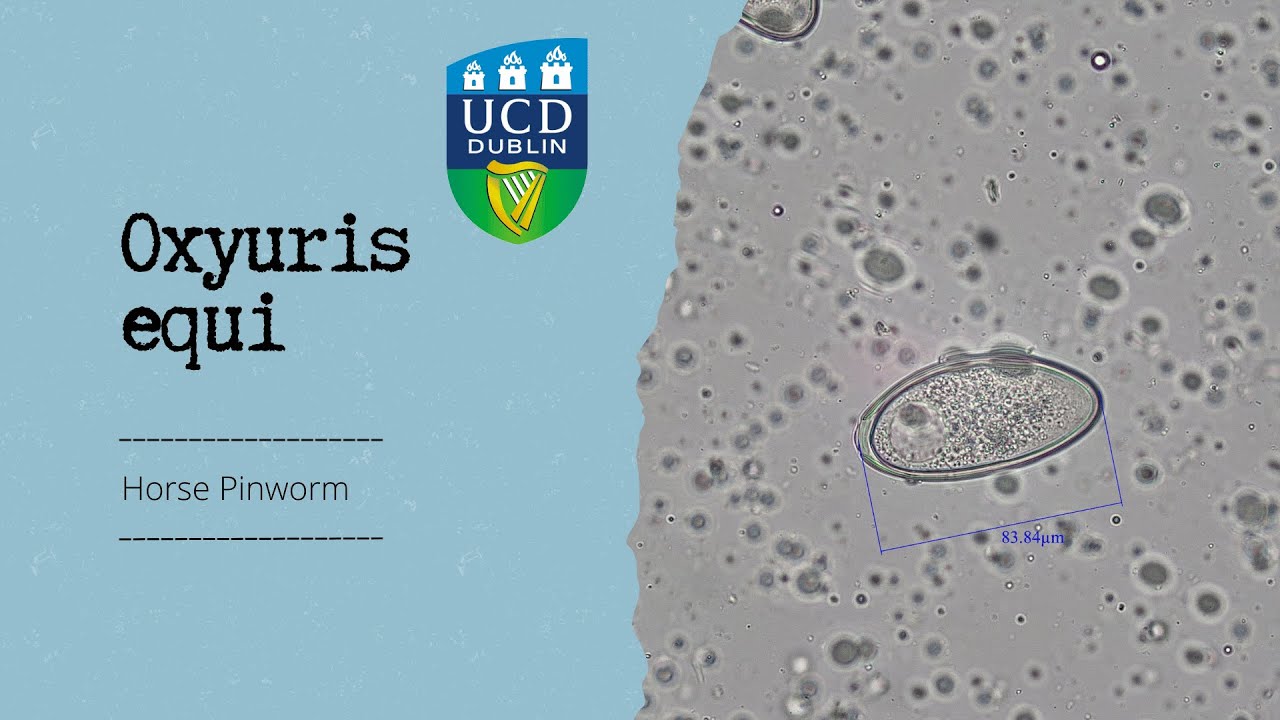 Oxyuris equi-Horse Pinworm eggs