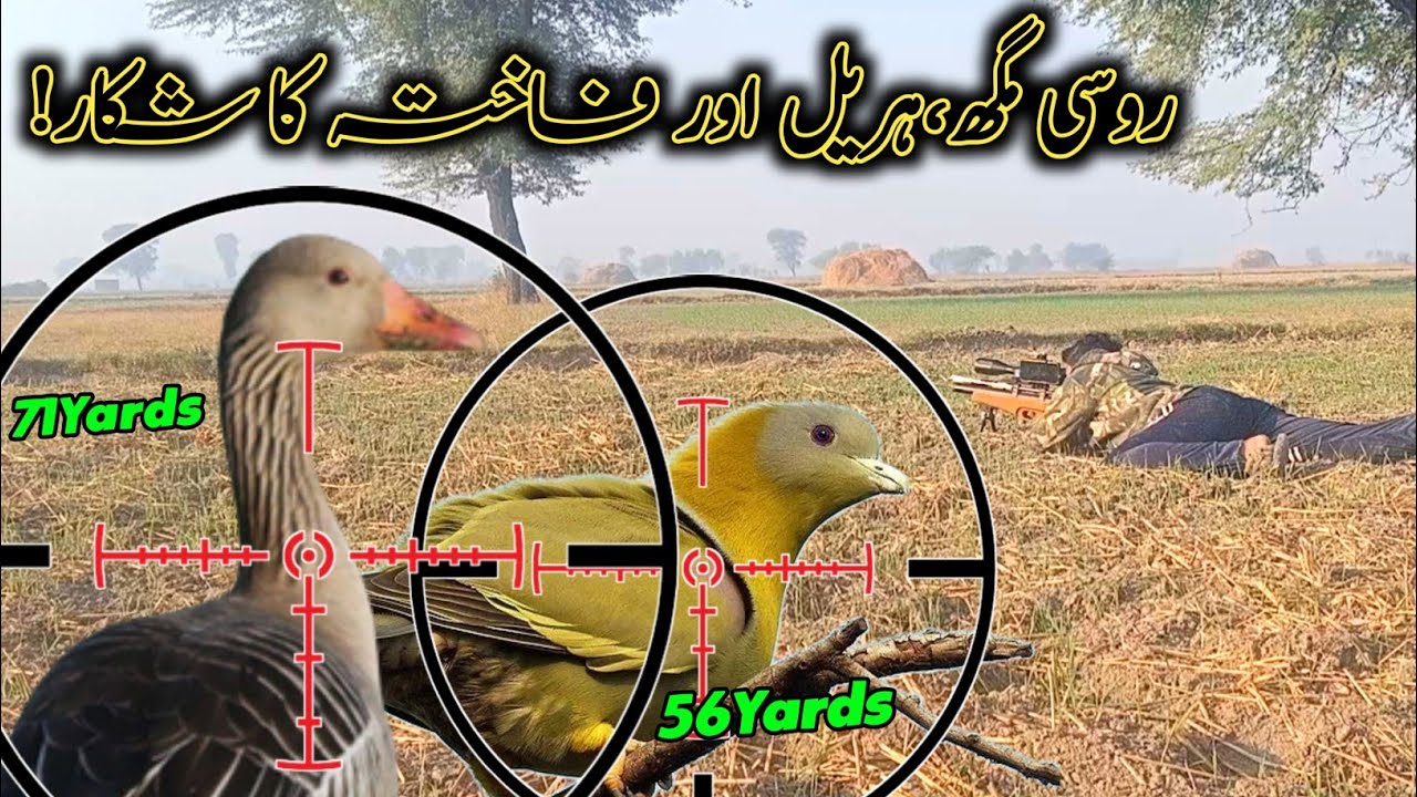 Gray Leg Geese,Green Pigeons And Dove Hunting 2023|AirHunter PK