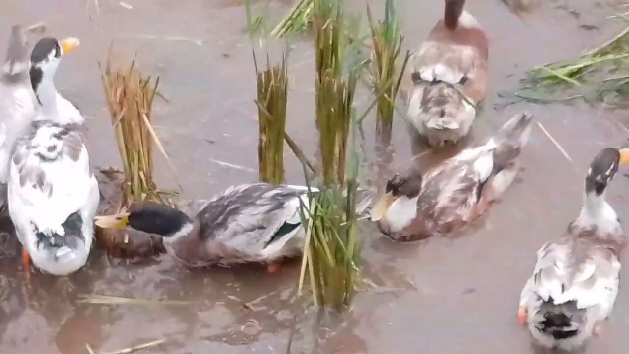 #Oops പിന്നെയും വന്നു ☺️🫶🙏. ഇതു കാണുക #ducks groups