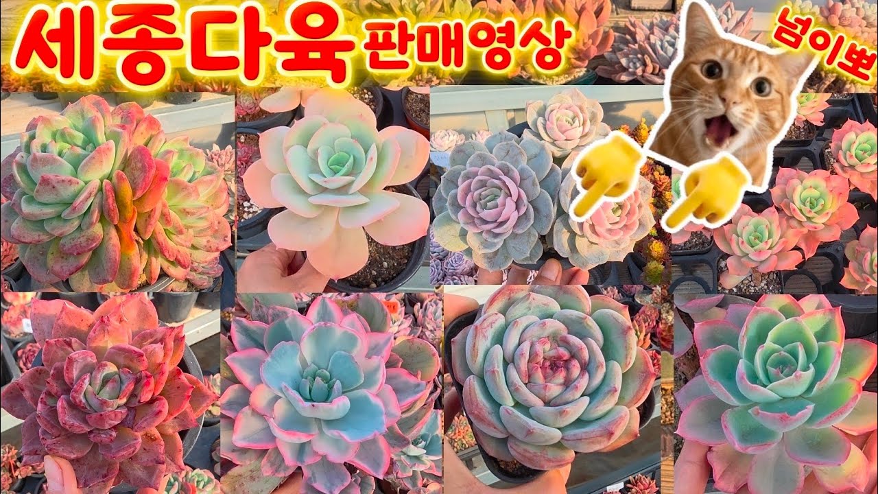 26년 1월29일 세종다육 판매영상 #다육이 #succulent 