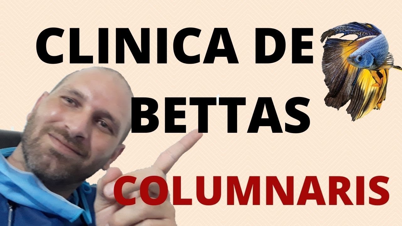 CLINICA DE BETTAS, COLUMNARIS