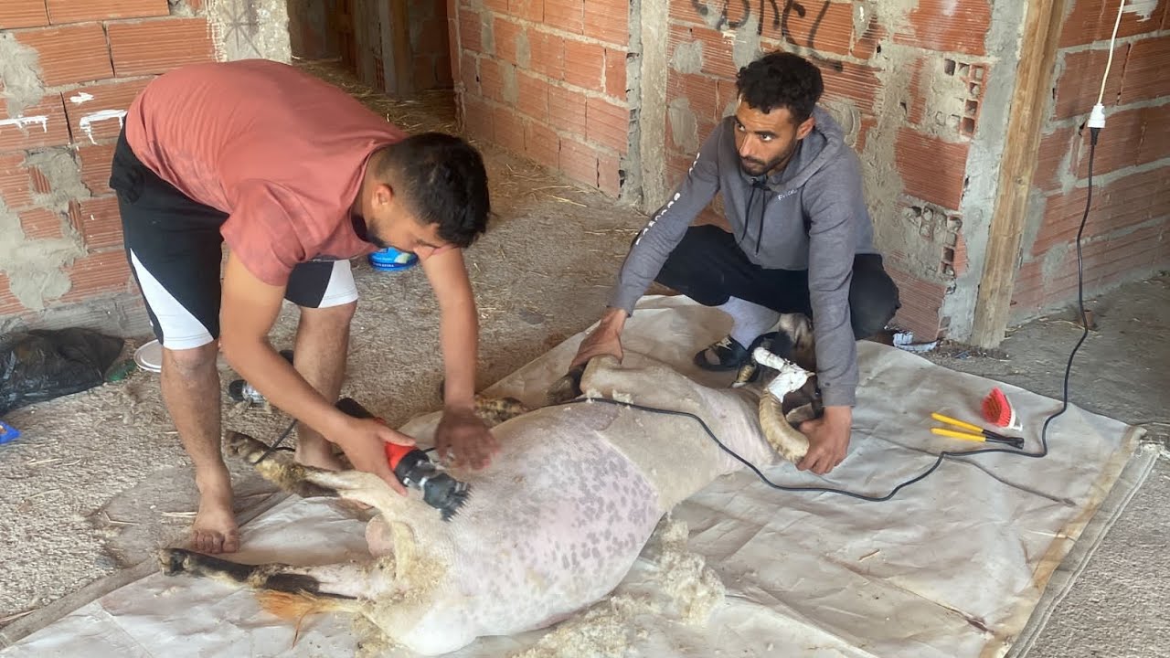 معلومات حول التعامل مع الكباش 