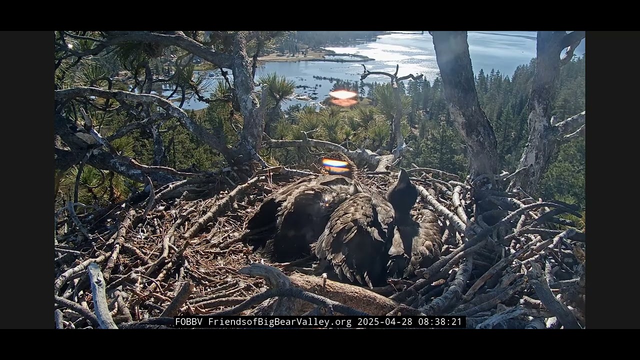 PAPA SHADOW PROTECTS HIS BABIES FROM OSPREY VISITORS ⚔️🦅🛡🌲⚠️ 4.28.25 FOBBVCAM