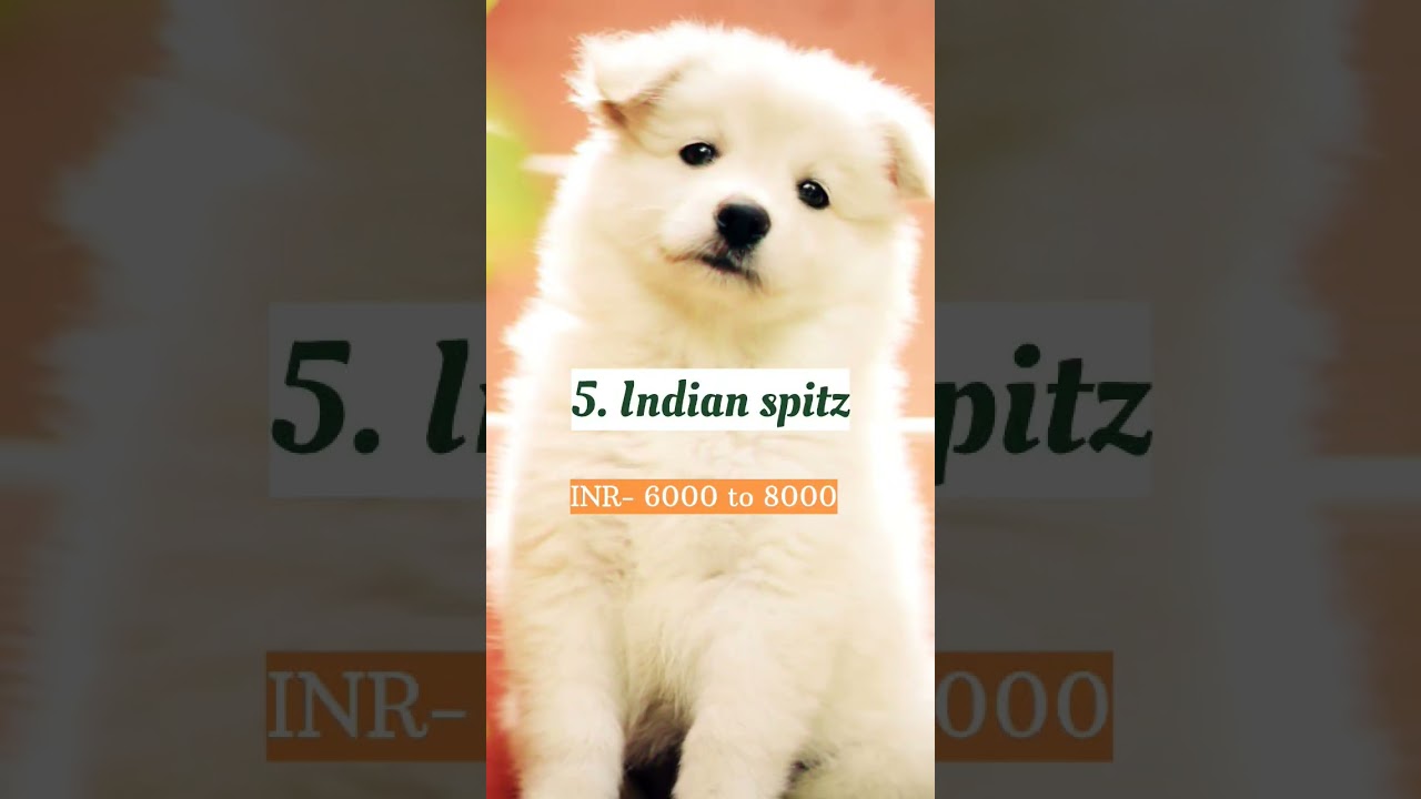 Top 10 Cheapest dogs in the World 🌍 #shortsfeed