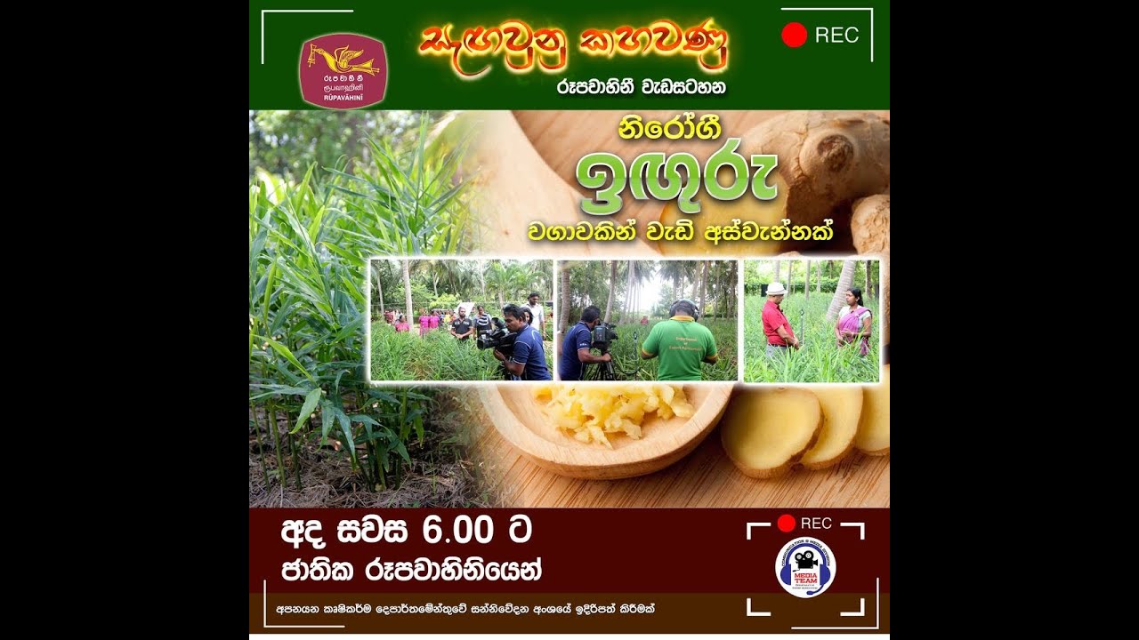 නිරෝගී ඉඟුරු වගාවකින් වැඩි අස්වැන්නක් Department of Export Agriculture