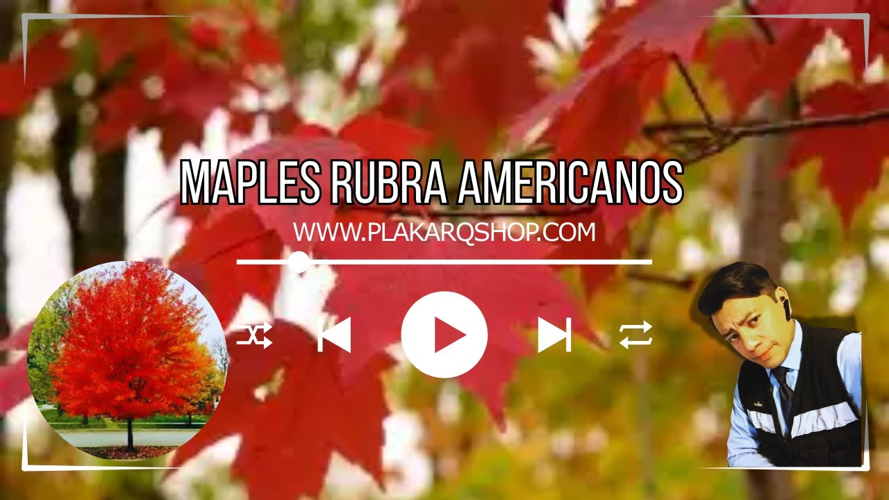 Maple Rojo en México (Acer rubrum) | Cuidados y dónde plantarlo