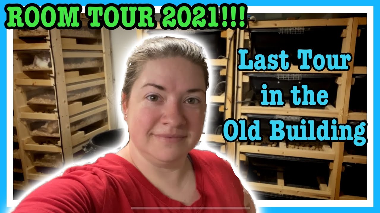 REPTILE ROOM TOUR (Spring 2021) Last Tour in the Old Building | Ball Python Breeder | Snake Room