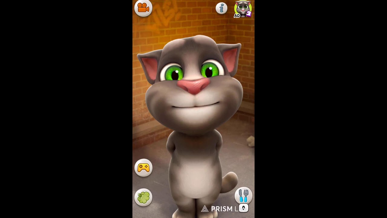 TALKING WITH TOM : CAT FUNNY TALKING WITH TOM LIVE STREAM GAMEPLAY