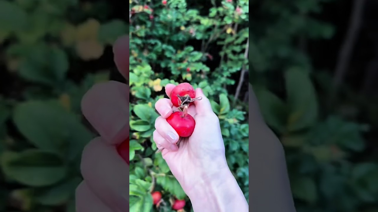 Red Gems from the Mountains
