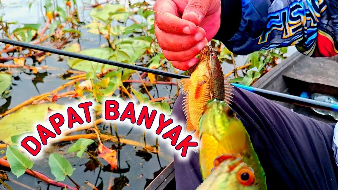 Mancing di persawahan habitat ikan