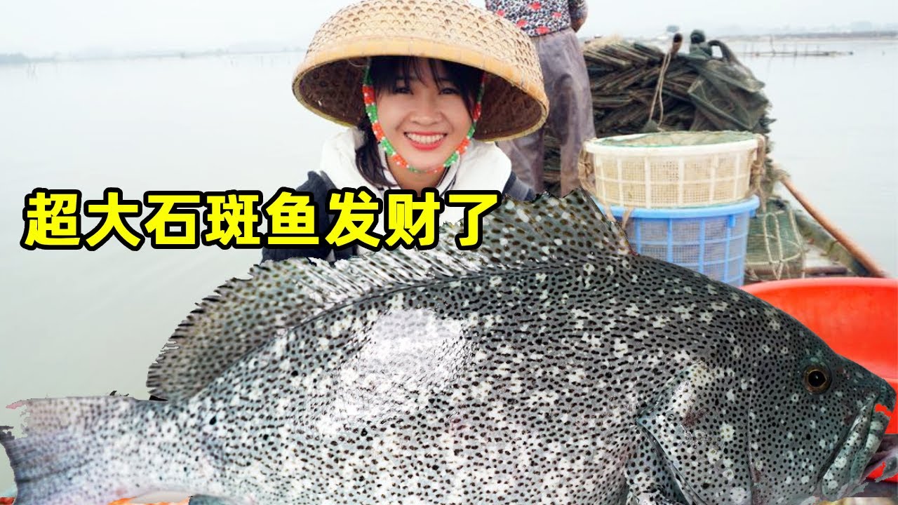 渔妹赶海收获超多石斑！渔妹抓到后害怕被看到，意外之财太惊喜！【阿渔妹】