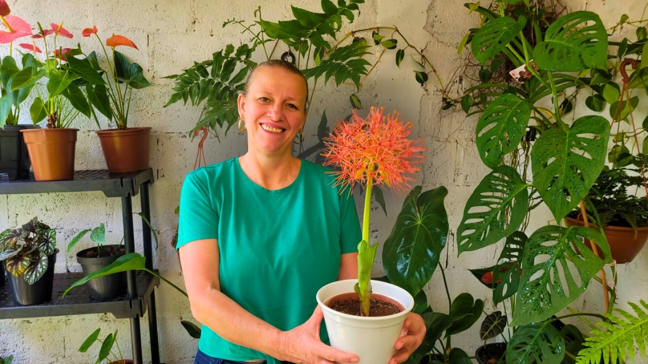 TOUR NA MINHA FLORESTINHA 🌿 Todas as Minhas Plantas + Dicas de Cultivo