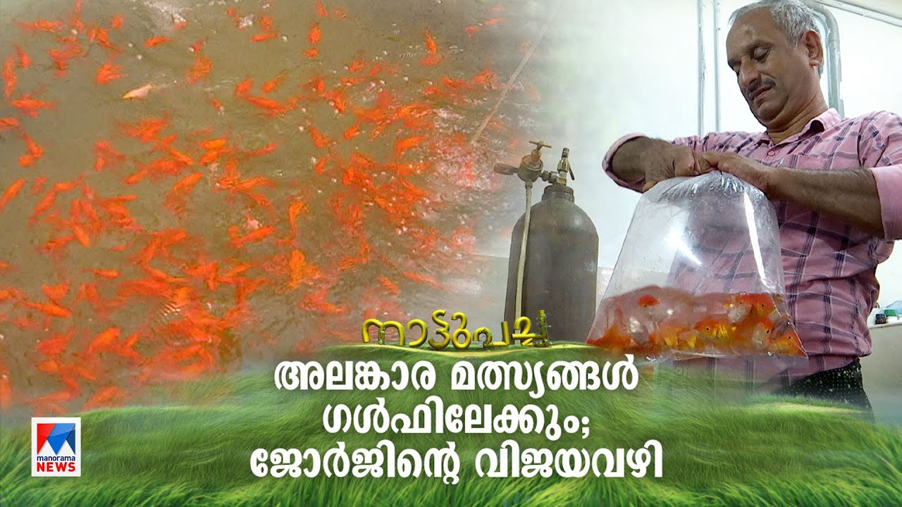അലങ്കാരമൽസ്യക്കൃഷിയിലെ നേട്ടങ്ങളുടെ കഥ; പരാജയം തുറന്നിട്ട വിജയവഴി| Nattupacha