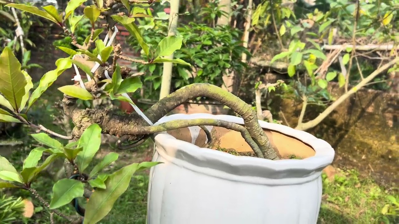 Lộc Vừng  bonsai
