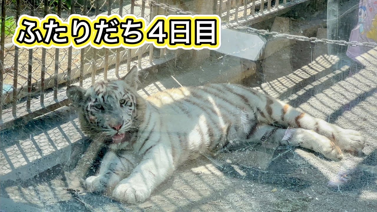 【ふたりだち4日目】ハクくんもお庭に出て来たけど、暑いし元気でないね🐯　6月22日 東武動物公園　ホワイトタイガー赤ちゃん