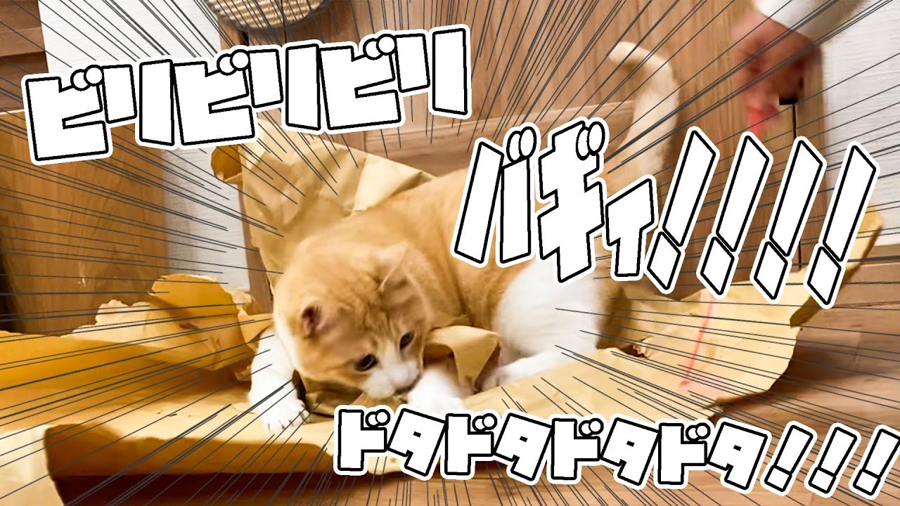 紙の上で遊ぶことがあまりにも楽しすぎてあばばばばばビリビリビリぃ！！