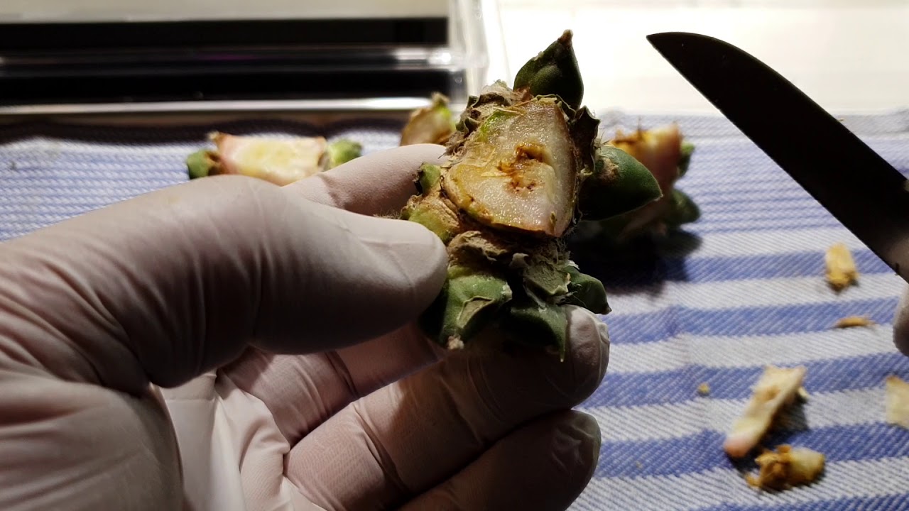 Resultado de injerto de tubérculos y separación de cauliflower.