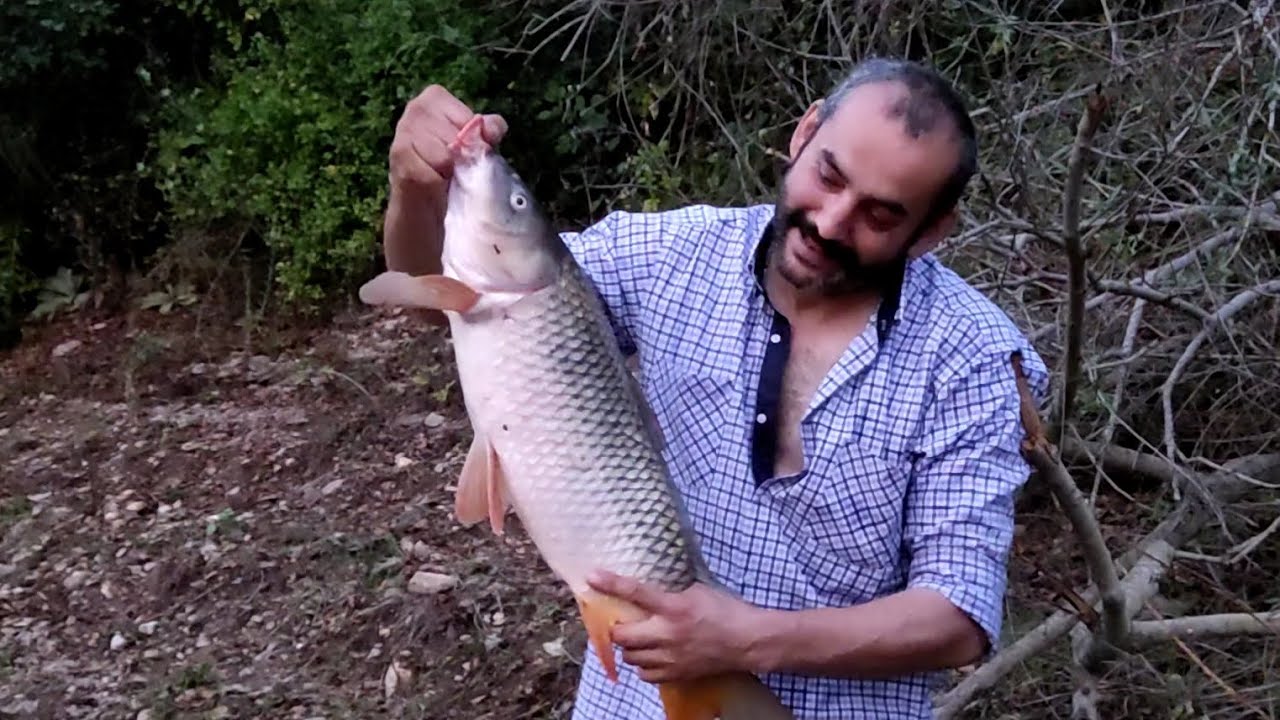 sazan ve kefal avı en yeni