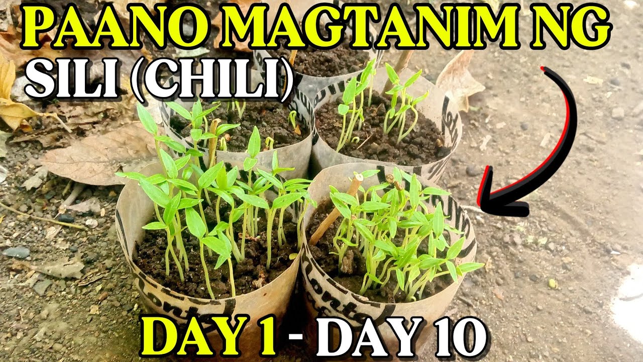 PAANO MAGTANIM NG SILI | CHILI FARMING 