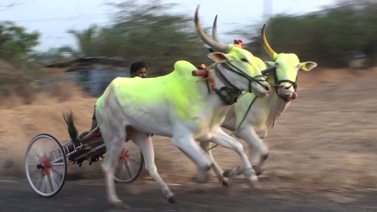 Masuti white khillari bulls | 2 minutes running race