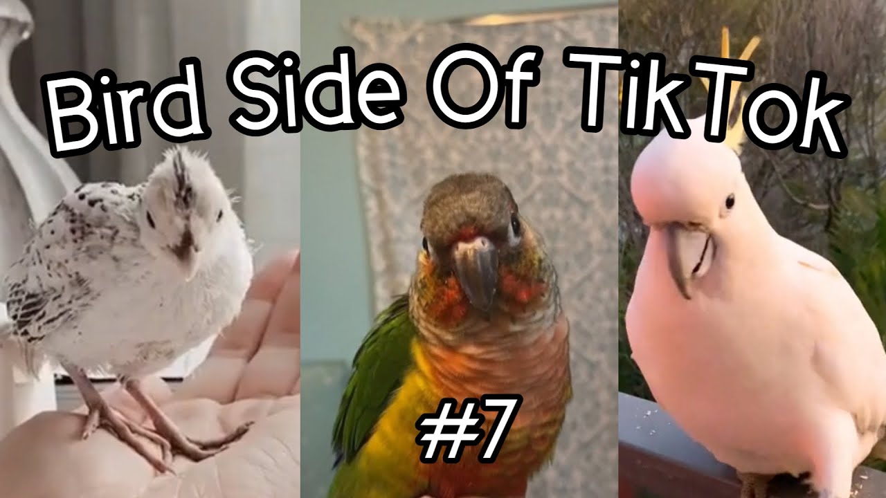 Bird Side of TikTok #7
