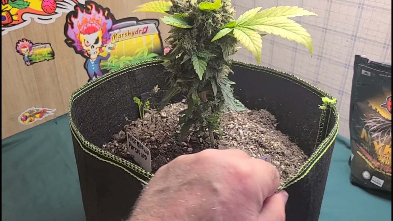 How to check your trichomes,  tour of my grow rooms, contest giveaway details!#marshydro_amazon