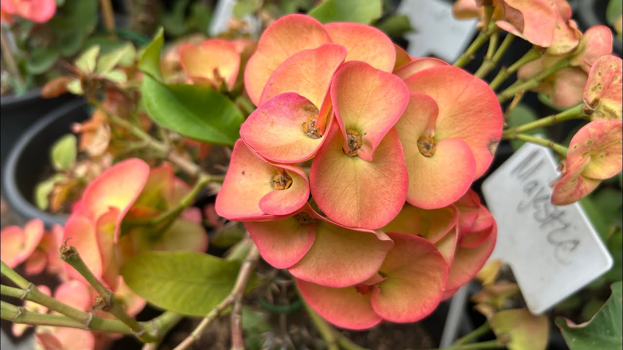 Floración en la varda   