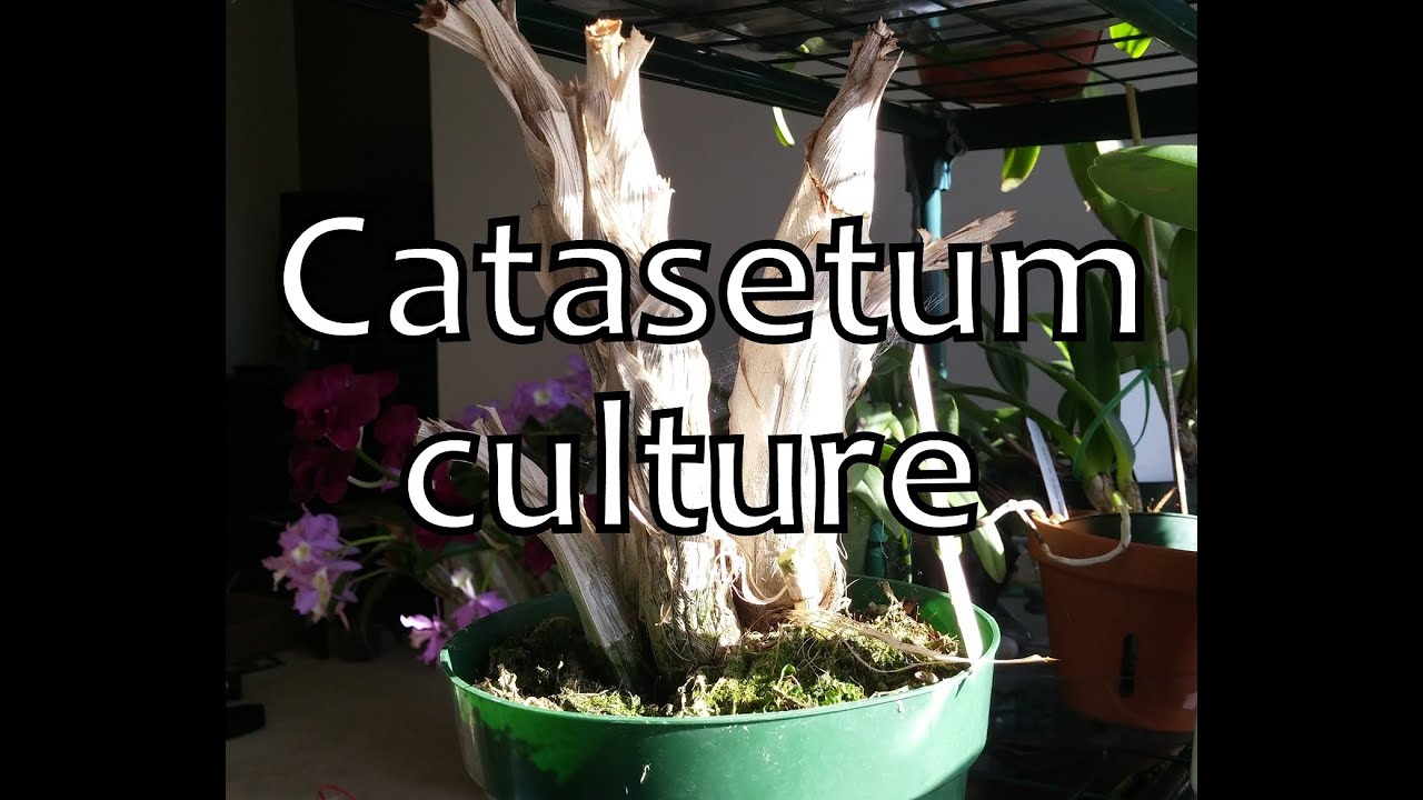 Catasetum Culture