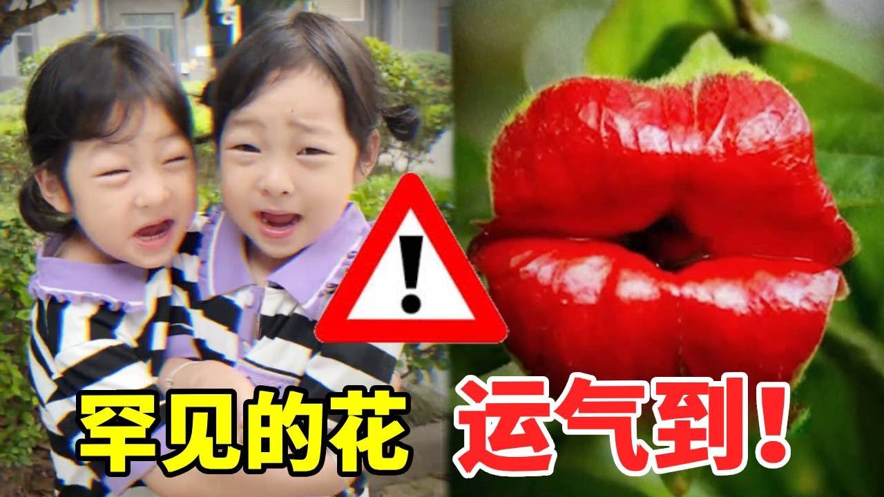 这些罕见的花可遇不可求！一不小心碰到，那说明你的运气来了！#萌娃#安全#正能量#安全知识【大钱小钱双胞胎姐妹】