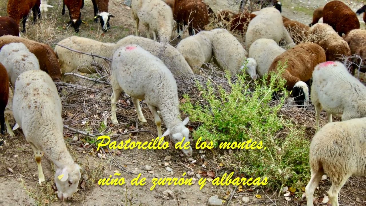 PASTORCILLO DE ALCARAMA