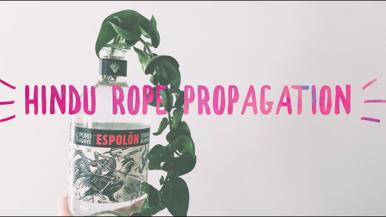 hoya hindu rope propagation | house plant | easy care