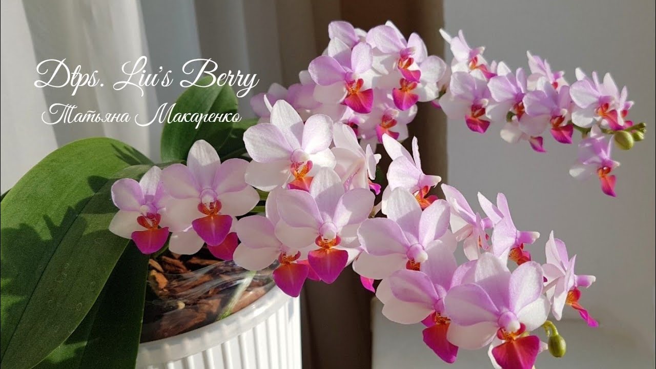 ОРХИДЕЯ фаленопсис Льюис Берри Phalaenopsis Liu's Berry цветение орхидеи orchid orchids