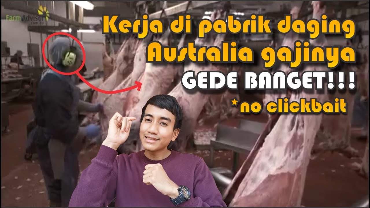 Kerja di Pabrik Daging Australia Gajinya Gede Banget