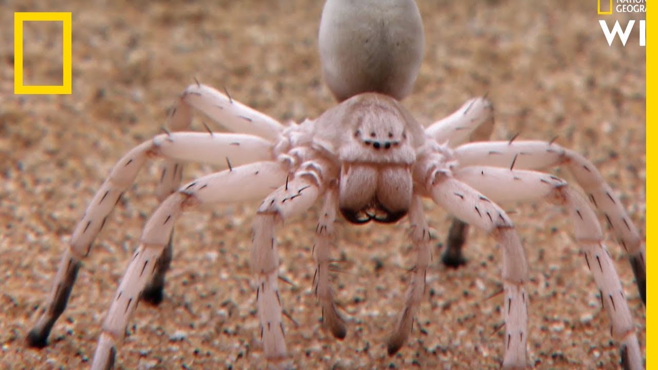 Ces araignées se cannibalisent