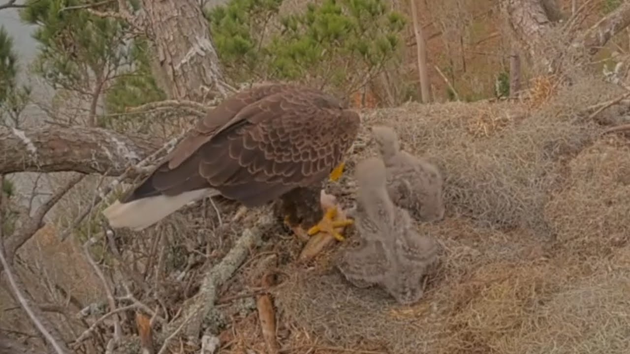 Alex II feeding breakfast to eaglets | Kisatchie National Forest E-3 | Feb 14, 26