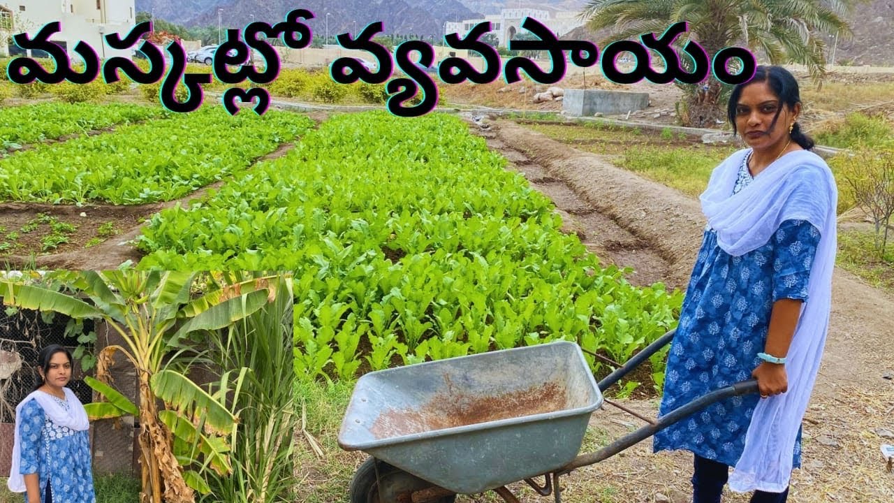 Agriculture in Muscat |Vegetable Farms in Oman || Dolls Vlogs #dollsvlogs #muscatvlog #oman #muscat