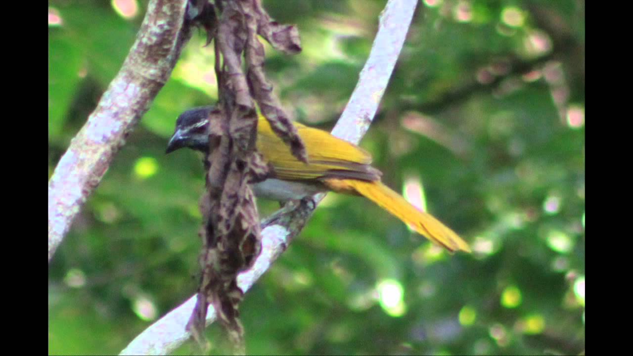 Cantos de Aves de El Salvador II