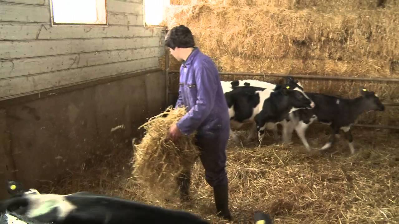 On the Job - Dairy Farmer