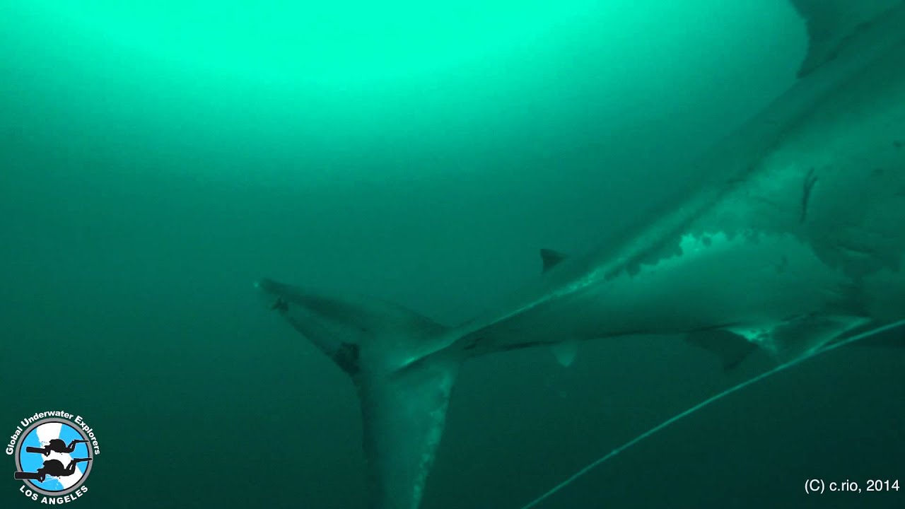 Too Close for Comfort - Great White Shark encounter