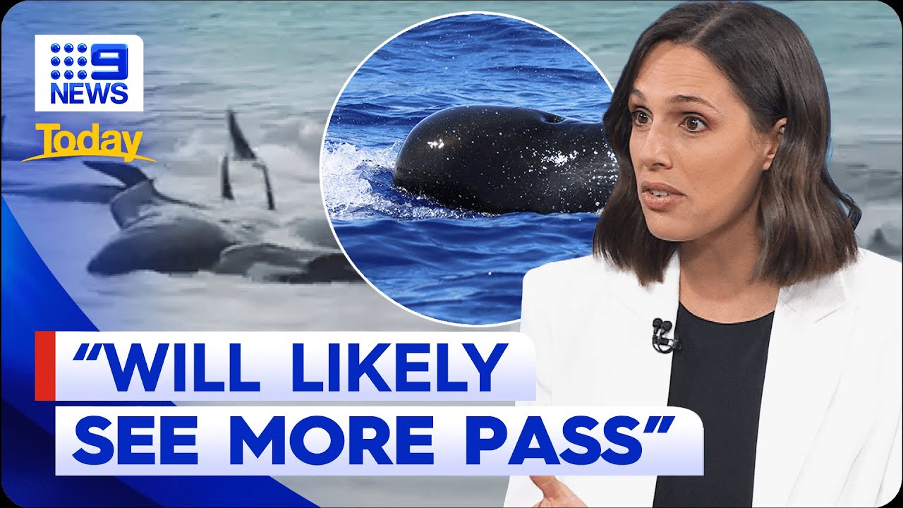 More than half of whales stranded along WA beach die overnight | 9 News Australia