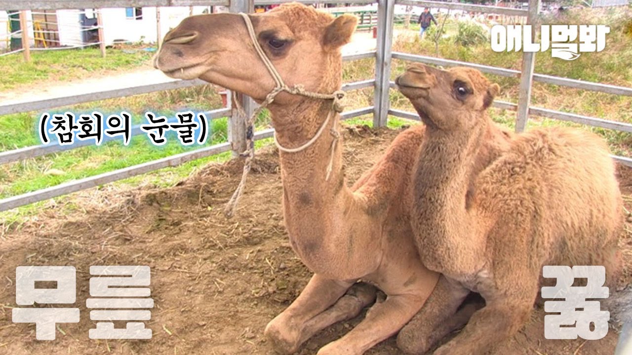 Сыграл Morin Khuur To The Sucker Camel, а затем ..!