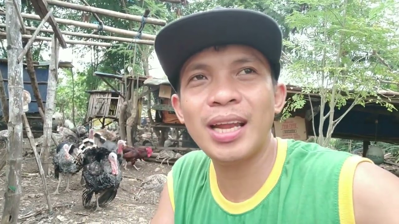 BAKIT MAHAL ANG BOURBON RED TURKEY ,PAANO DAPAT MANGHOLI NG PABO | @ericambaking7565