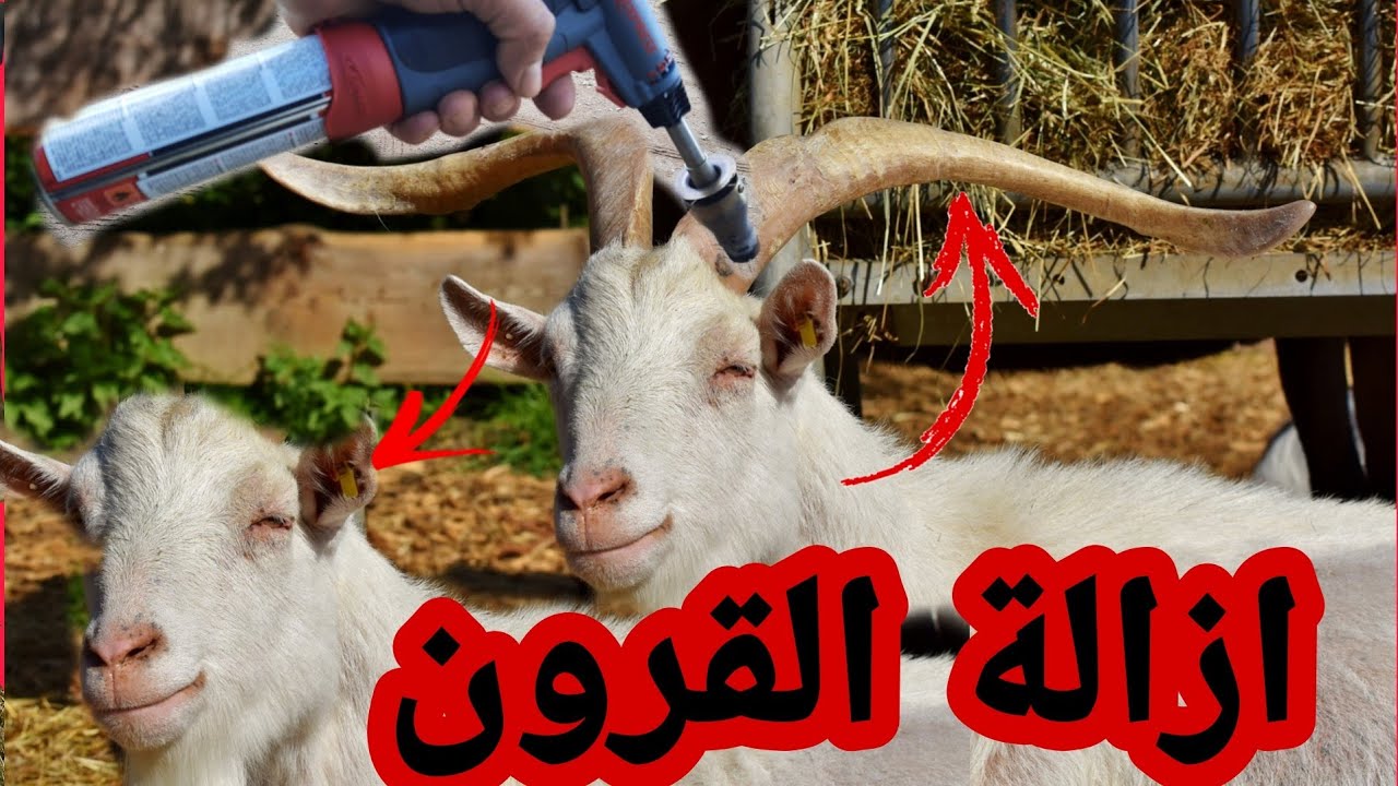ازالة القرون للماعز بطريقة سهلة