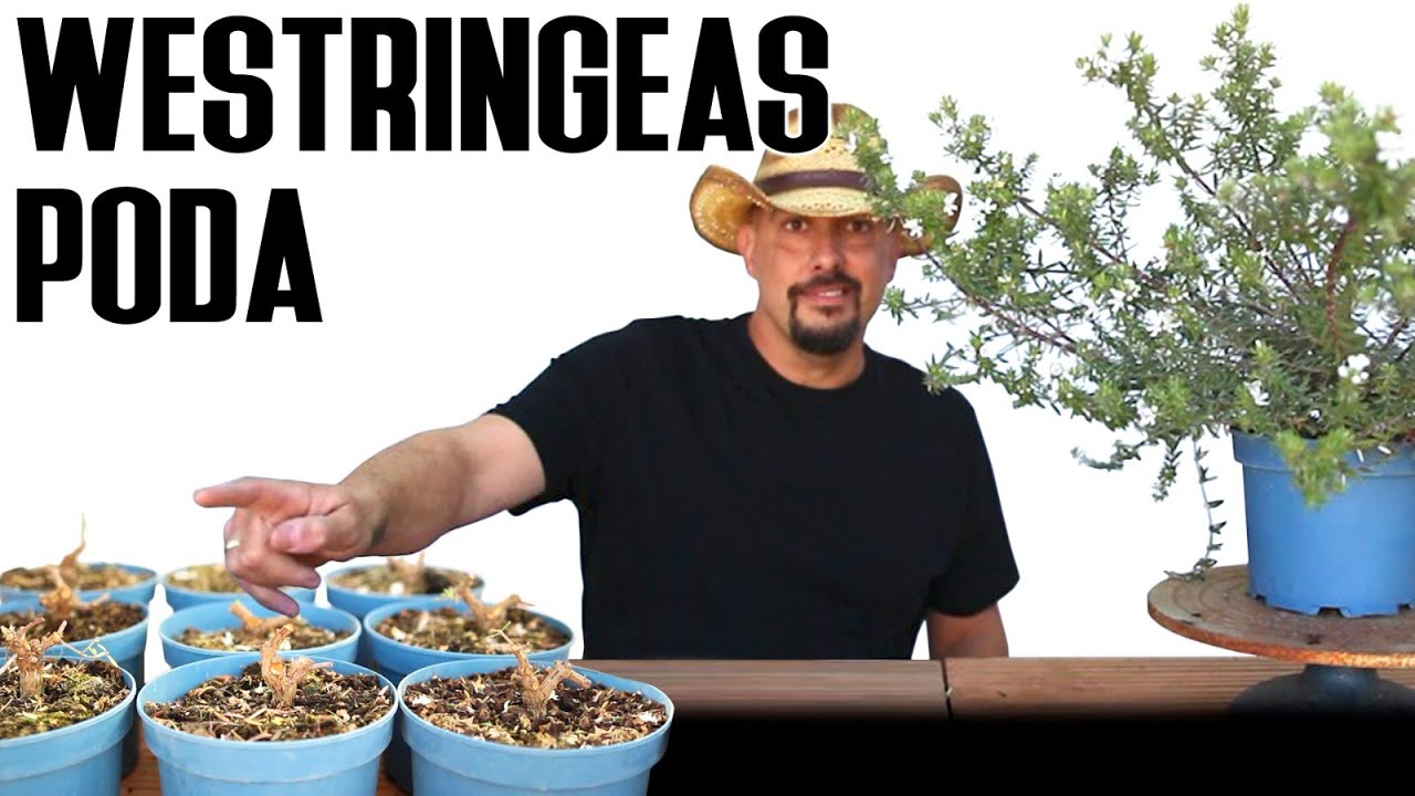 Westringeas - Mi pequeña producción