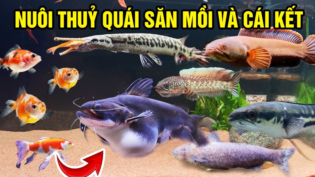 Review of Raising Unique Fish in Artificial Glass Tanks and the Result